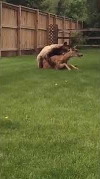 bear attacks deer in family backyard