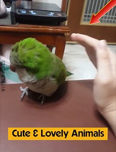 802K views · 24K reactions | Cute & Lovely Animals | Whitney Jones IFBB Fitness Pro | Facebook