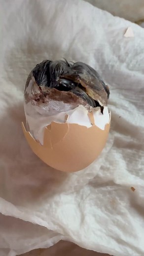 This little Ayam Cemani chick was struggling to hatch💛 | Sunshine Stables
