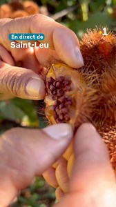[nature] colorant naturel , tu connais ? | Gran Matin