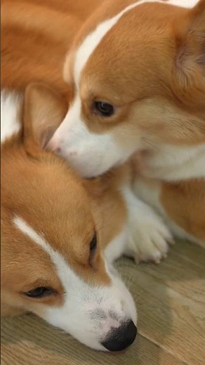 Why Dogs Get Stuck During Mating? | #dog #dogmating #youtubeshorts