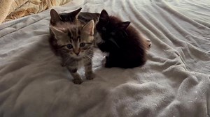 Roo being a surrogate Mama to Coco and Puff! | Kanga Roo