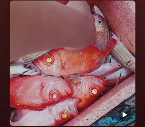 Kitang Fishing Isa sa maraming paraan ng mga Mangingisda para manghuli ng mga isda sa Dagat. Tara Tignan natin ang mga Huli ng mga Mangingisda gamit ang Kitang 🙂 #kitang #mananagat #mangingisda #fishing #probinsya #probinsyalife #fishingislife #fishinglife #mangitangay Shoutout: Dodong Baki and Alexis Sapei | Kevin Puerto