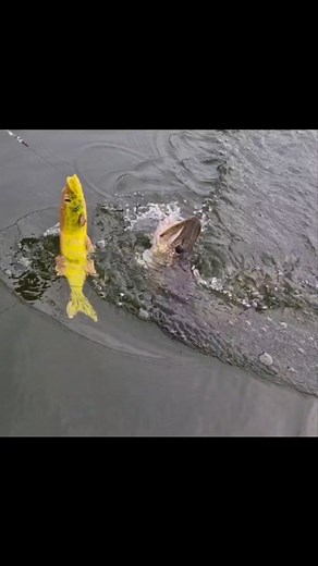 16 reactions | Coming in hot. The 48 cm yellow pike did the job. @savage_gear_official @lureparts.nl #piketeamferrari #pike #fishingforpike #snoek #gedde #gädda #gjedde #pikelure #lures #catches #esoxlucius #esox #catchandrelease #fishingvideo #angler #anglerapproved #anglerlife #brochet #Pesca #cominginhot #trolling #trollingbait #Denmark | Anders Bylov Denmark | Facebook