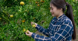 Orange farm, small business owned by Asian woman, admiring orange trees in an orchard, the joy