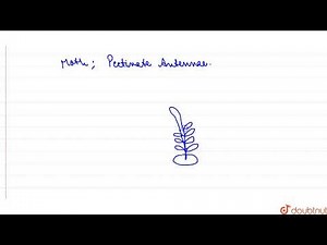 Antennae of Moth are