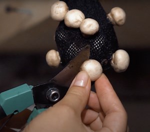 117K views · 253 reactions | Ingenious Ways to Grow Plants Anywhere ‍ ‍ ‍ | 5-Minute Crafts Men | Facebook