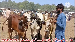 24K views · 1K reactions | بہاولپور منڈی 14 اکتوبر گاہک کم ہونے سے منڈی ڈاؤن ہو رہی ہے | Global Village Farming | Facebook