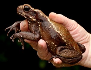 Smooth sided toad - Alchetron, The Free Social Encyclopedia