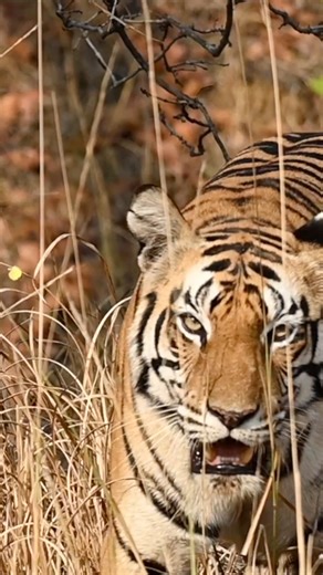 Head on Mausi Maa - the queen of Sanjay Dubri | Tour Planner