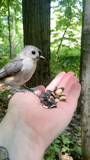 Daily dose of nature therapy! Tufted titmouse #asmr #natureasmr #asmrsounds #naturelovers #feedingbirds #nature #birds #reels #naturephotography #naturetherapy #naturetherapy🌿 #birdsofinstagram #birdphotography #birdlovers #birdfreaks #tuftedtitmouse #birdsofinstagram #feedingbirds #natureisbeautiful #natureisamazing #natureisablessing #adventure #birding #takeahike #mentalhealthawareness #mentalhealthmatters #mentalhealth #breathe #justbreathe #handfeedingbirds | Pumpkin Dreams Nature Scenes