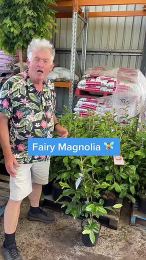 5.8K views · 77 reactions | How beautiful this Fairy Magnolia is when it flowers  Search "fairy magnolia" @ thetutuguru.com.au to see all of the different types we have! #magnolia #flower #melbourne #nursery | Hello Hello Plants & Garden Supplies | Facebook