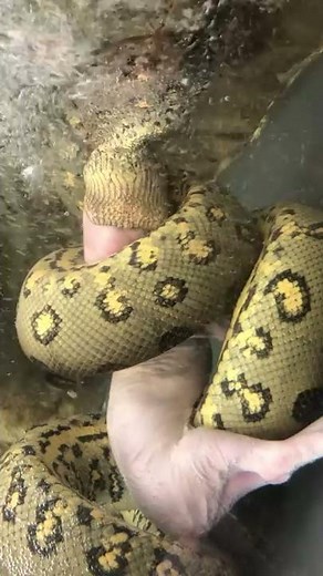 GIANT ANACONDA EATS UNDERWATER!! #shorts | BRIAN BARCZYK