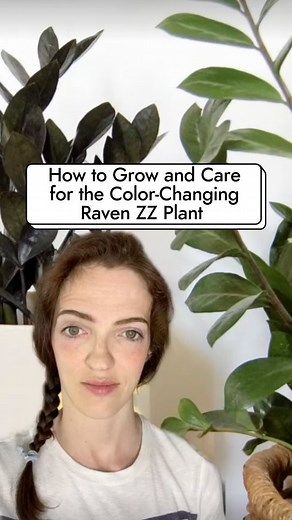 7.1K views | The color-changing Raven ZZ plant changes from bright green leaves to a deep purple as it grows. It's a unique and low-maintenance houseplant for any plant lover!  Just know it's toxic to pets. #TheSpruce #indoorplants #plants #apartmentgardening #plantcare | The Spruce | Facebook