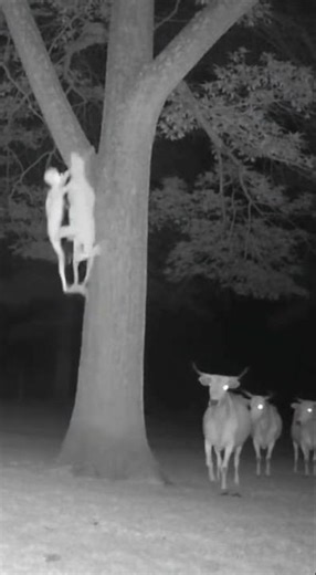 Creature in the Tree! Goat Snatched as Animals Panic 😱 #shorts #viral #trending