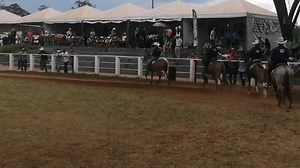 Exposição do Jumento Pega, granja do Tortos, Brasília. Campeonato muares marcha picada. | Jumentos Rancho Rc