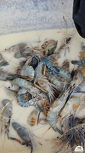 These Frish Shrimps Are Deep Fried To Perfection🤤 | Food Reaction