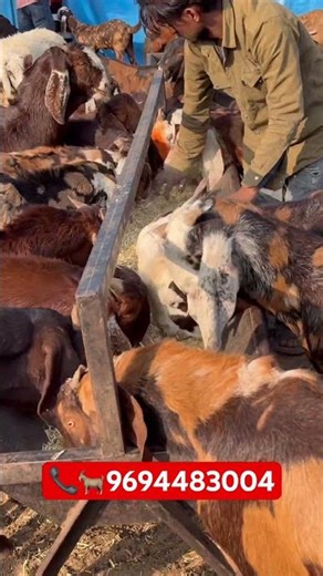 Goat Farming in Ajmer #goatfarming #बकरी