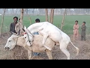 "Donkey Breeding Process | Educational Video on Donkey Mating #DonkeyBreeding #DonkeyMating