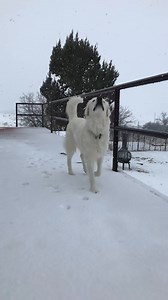 Eloise when we first moved to Colorado. She loved the snow. It was hard to get her to come inside ❄️🐶❄️ #eloise #greatpyrenees #snow #heavenly #enjoy #snowdog #colorado #sweetheart | Couple Berry Farms