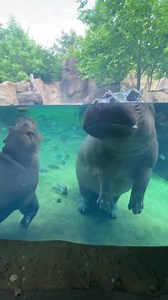 Kisses from Fiona. ❤️ | Cincinnati Zoo & Botanical Garden