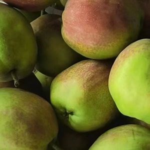 [Hot Item] 2024 New Crop of Fresh China Ya Pear/Singo Pear/Golden Pear for Sale Asian Pear