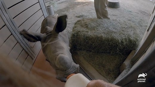 This southern white rhino calf’s mom wasn’t letting him nurse, so the team at San Diego Zoo stepped in to bottle-feed him. 🍼 See more of this adorable calf on a new #TheZooSD tonight at 8p or streaming on discovery here: https://links.discoveryplus.com/thezoosandiego | Animal Planet