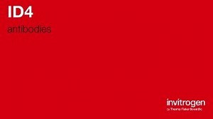 ID4 antibodies from Thermo Fisher Scientific