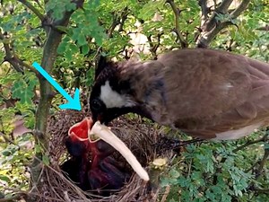 230K views · 2.4K reactions | Wild Bird Feeding Its Chick a Huge Meal! Caught on Camera | BIRD 24 | Facebook