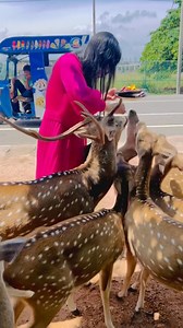 Beautiful Sri Lankan animals ￼ | Beautiful Places in Sri Lanka