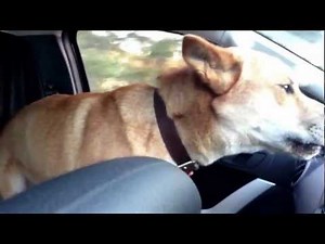 Dingo howling. Wild dog