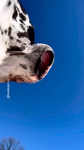 Parkers velvet curtain lips have turned into hot air balloons #doglife #greatdane #doglover #muchoamor | LoveMargot