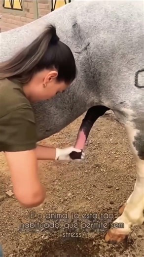 Horse Mating Donkey - Donkeys Breeding - Animals Mating Compilation 2024 #donkeymeeting #shorts.