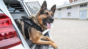 Warmińsko-mazurscy celnicy mają nowe auta do przewozu psów służbowych 🦮 Zobaczcie w jakich warunkach podróżują te sympatyczne, pomocne i niezwykle zdyscyplinowane czworonogi. | Radio Olsztyn