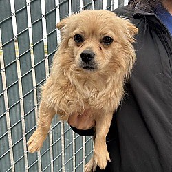 Lathrop, CA - Chihuahua/Pomeranian. Meet Penny a Pet for Adoption - AdoptaPet.com