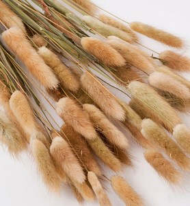 Natural Dried Bunny Tails: Boho Fall Wedding & Home Decor - Etsy