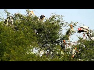 Nesting Painted Storks