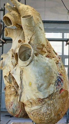 facts mine | factoholic | fact bhai | The fact | Shorts video