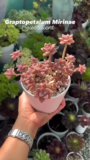 Miniature pink 🥰 #plantsmakepeoplehappy #gardening #planthobby #happiness #succulents #collection #plants | Plant Hobby