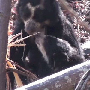 The extremely hard Pasallo tree makes up most of the Spectacled bears winter diet. They will sometimes feed on one tree for many days. #andeanbear #spectacledbear #peru #sbcperu | Spectacled Bear Conservation Society Peru