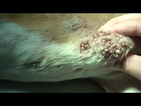 Mangoworms, Lucky, Parasites #05