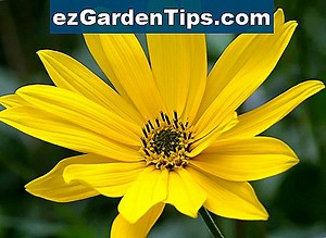 Native Ohio blühende Bäume 🌱 Tipps Gärtner - De.ezGardenTips.com