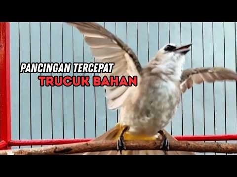 Suara Burung TRUCUKAN gacor TARUNG ROPEL PANJANG pancingan trucukan agar JADI trucuk gacor EMOSI