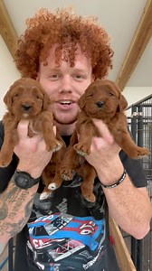 Honeys absolute gorgeous pups!! #goldendoodle #doodle #puppies #goldendoodlepuppy | Honey Mountain Kennels