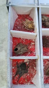 16K views · 368 reactions | Night Hunt #spider Gagam pet | Gagam pet | Facebook