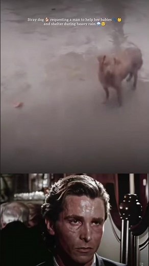 Day -397 Indian Kitty attitude status 💪❤️ | cute puppy 🥺🐕❤️#shorts