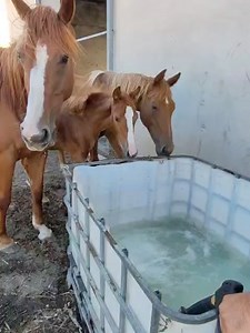 27K views · 69 reactions | Progetto Islander Onlus on Reels | Facebook