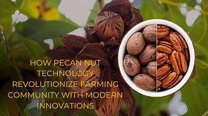 21K views · 687 reactions | How Pecan Nut Technology Revolutionize Farming Community With Modern Innovations | 헣헢헢헡헖헛 헟헜헩험 | Facebook