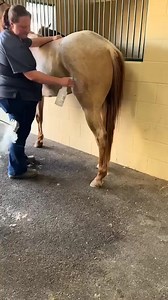 Freeze branding marks horses permanently with a cold iron, turning dark hair white or leaving light areas hairless.It is not harmful as the Hot iron printing . | OYE ! Aah ki ?