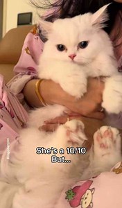 Funny Cat Personality Moment